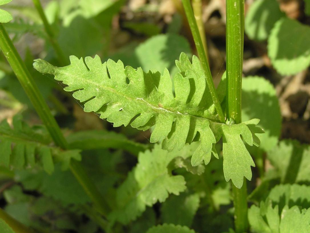 Golden Ragwort leaves