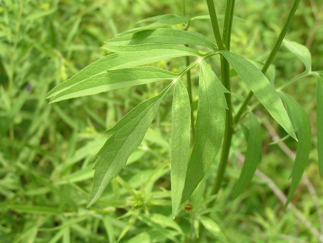 Gray Headed Coneflower leaves