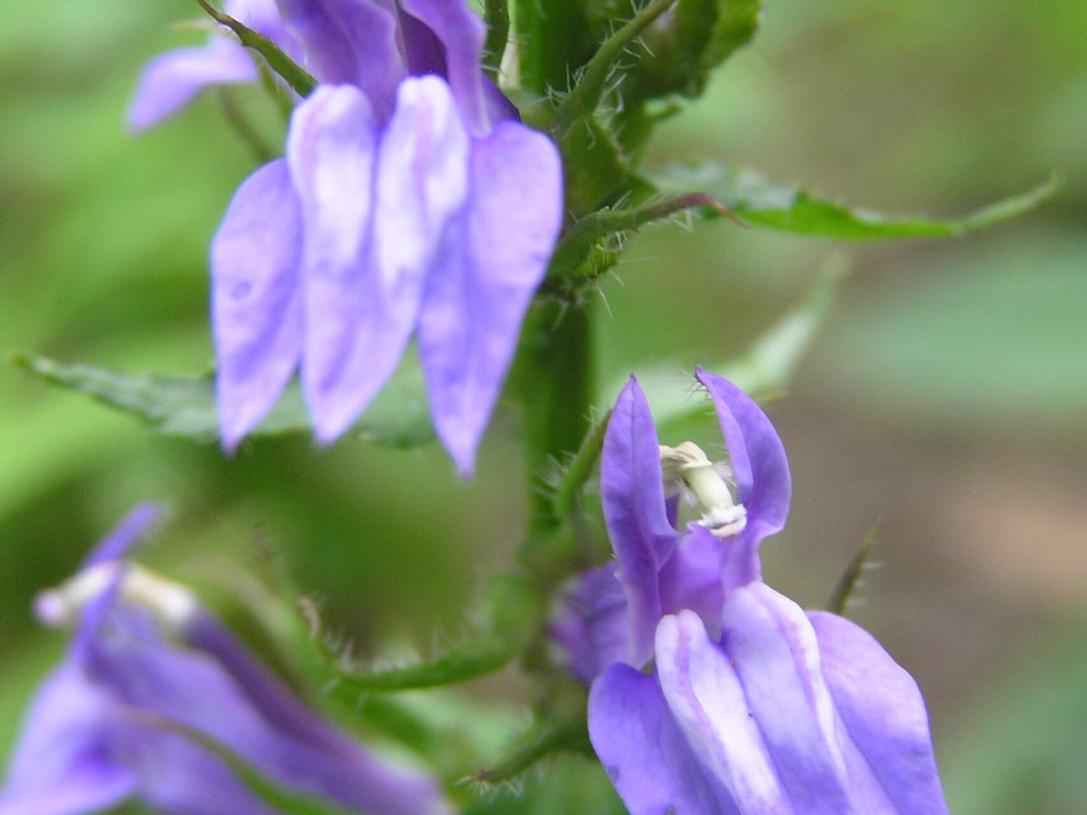 Great Lobelia flower