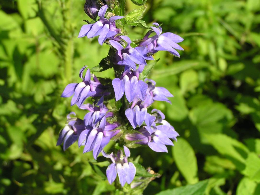 Great Lobelia flower