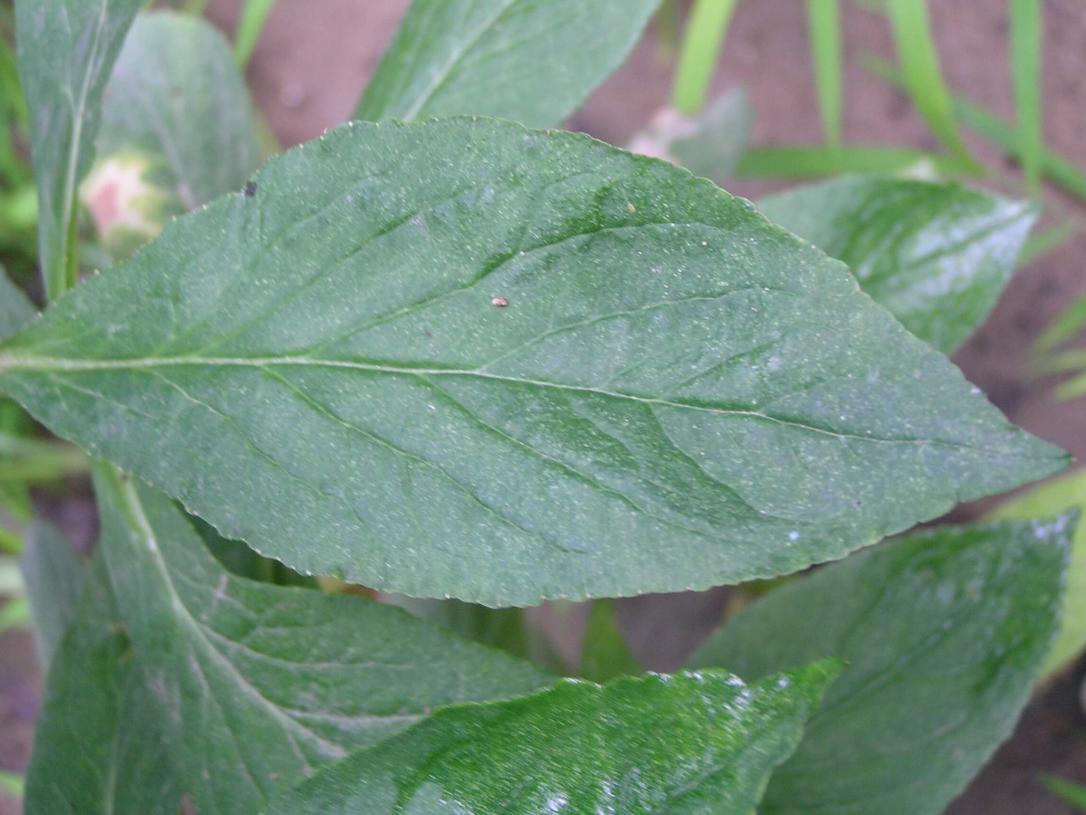 Great Lobelia leaves