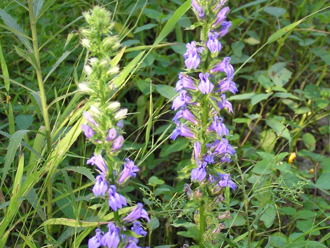 Great Lobelia