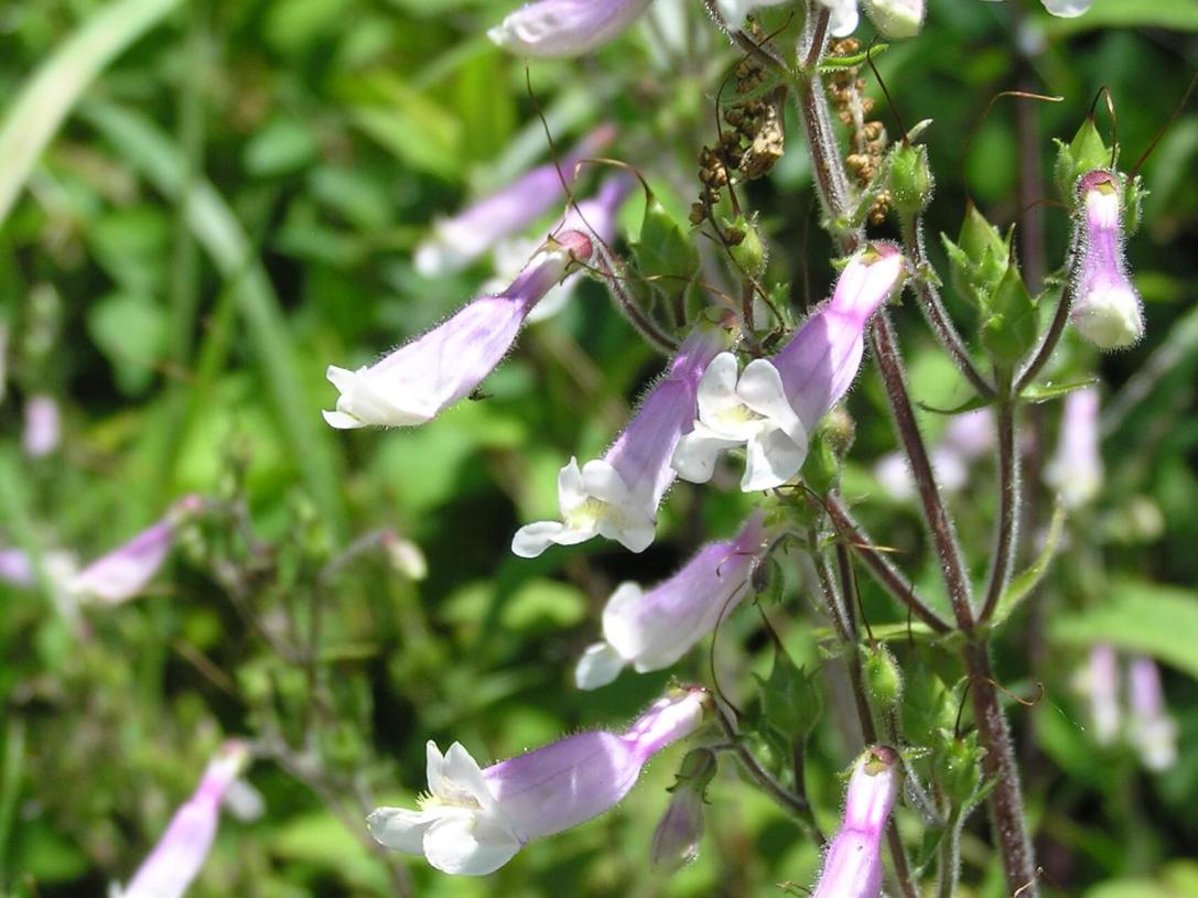 Hairy Beardtongue flower