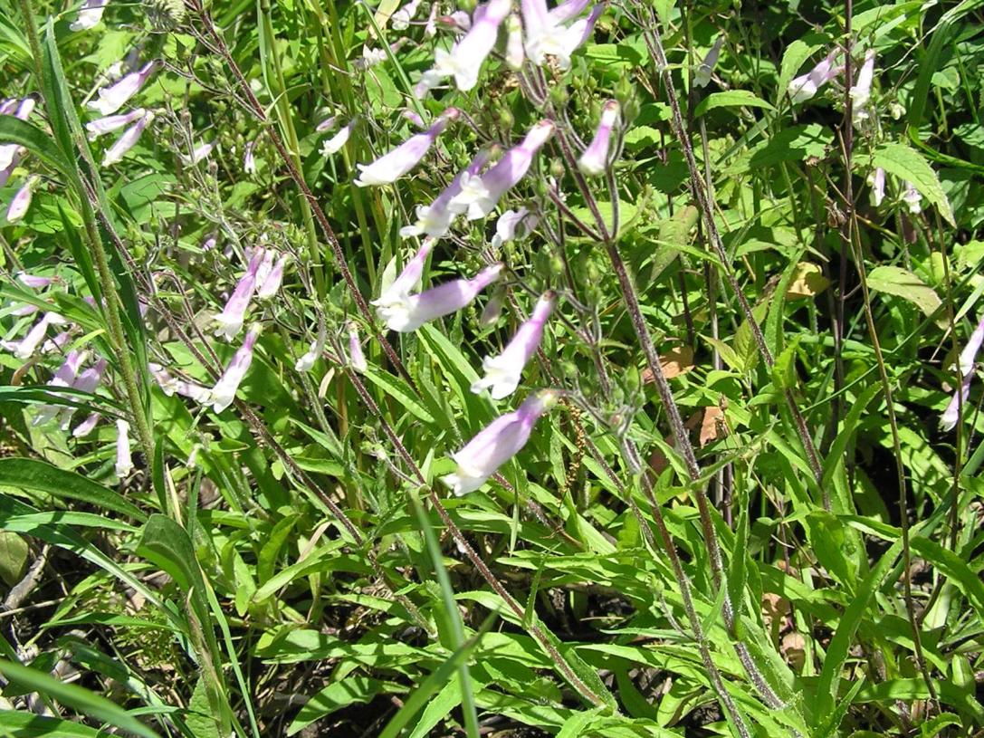 Hairy Beardtongue habit