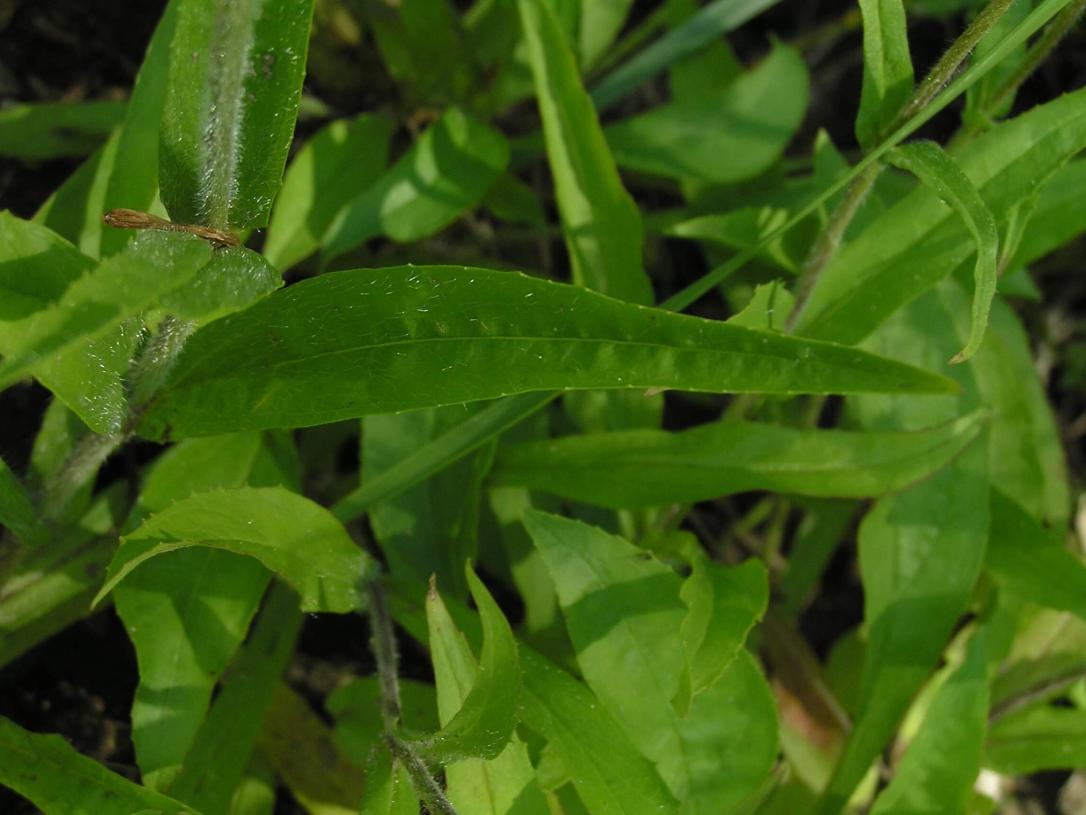 Hairy Beardtongue leaves
