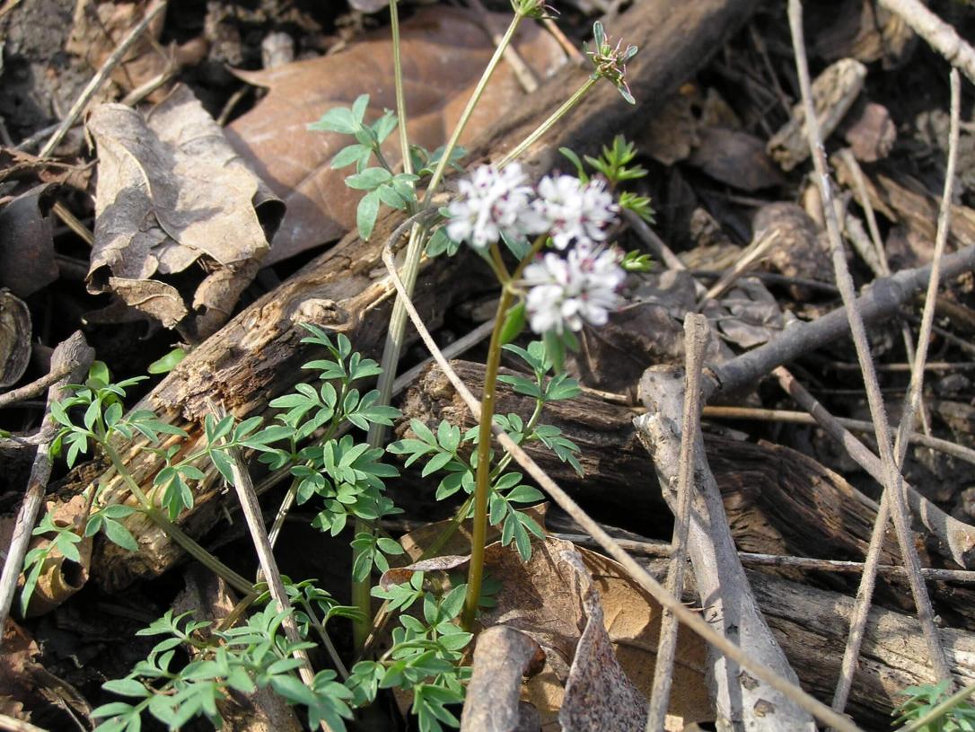 Harbinger of Spring habit