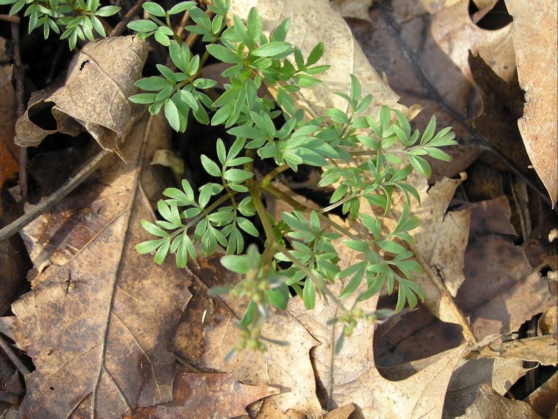Harbinger of Spring leaves