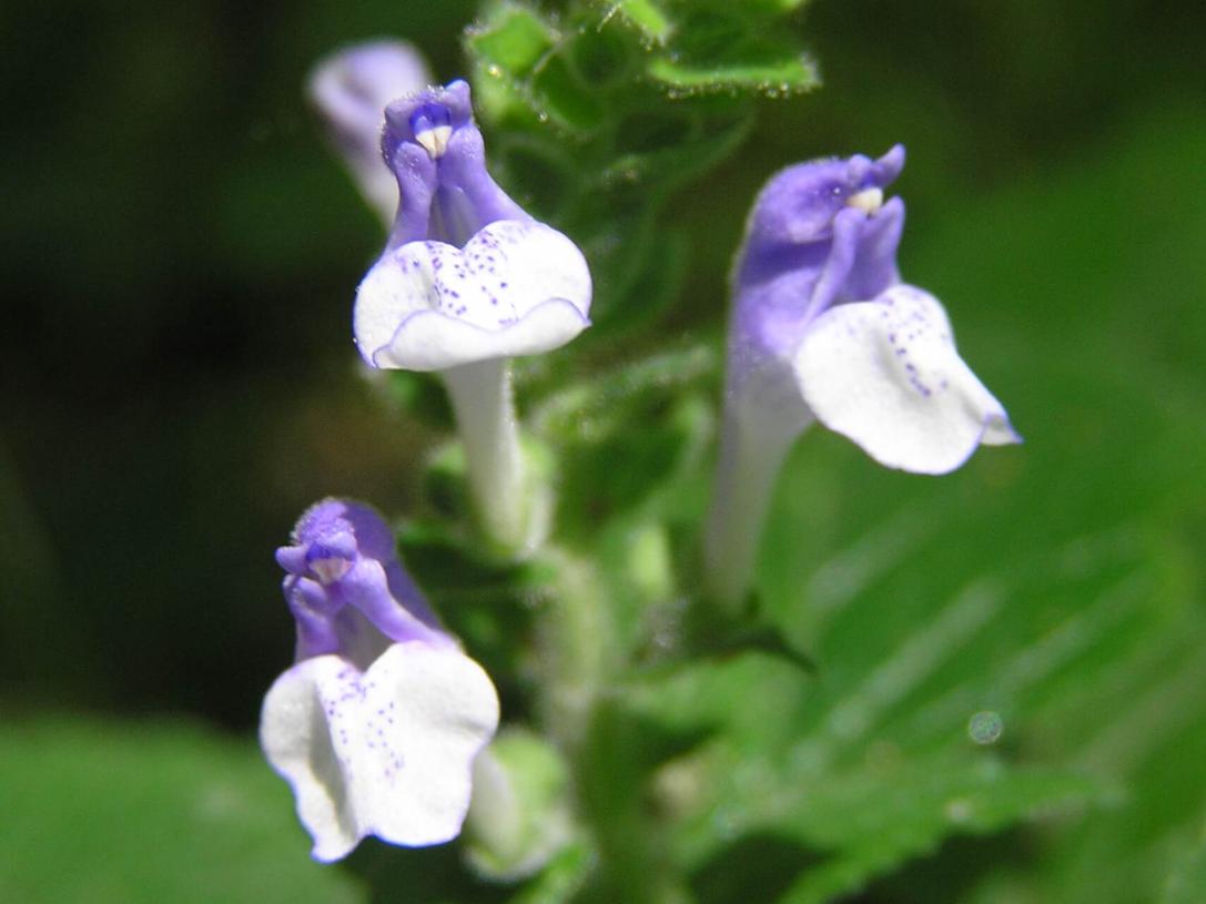 Heart Leaved Skullcap flower
