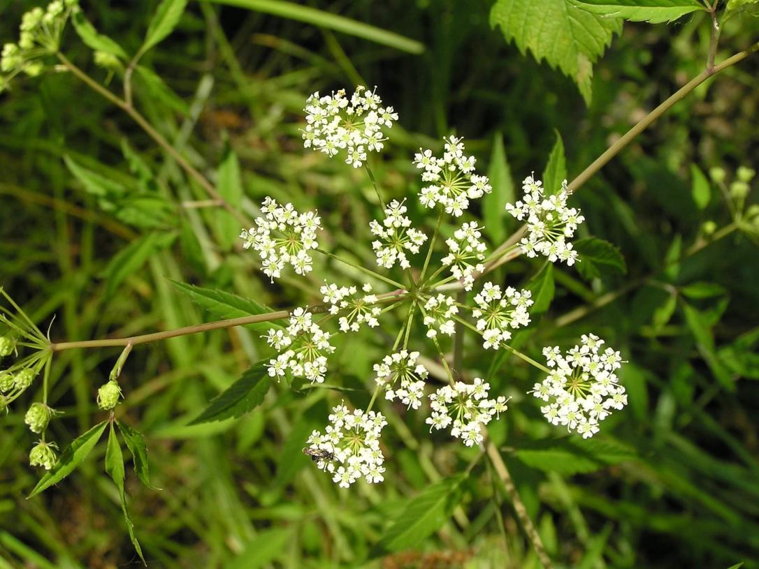 Hemlock Water