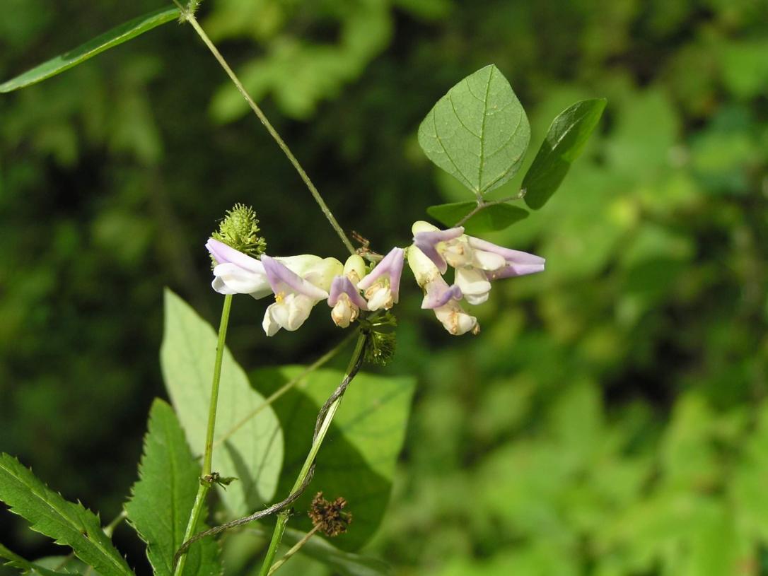 Hog Peanut flower