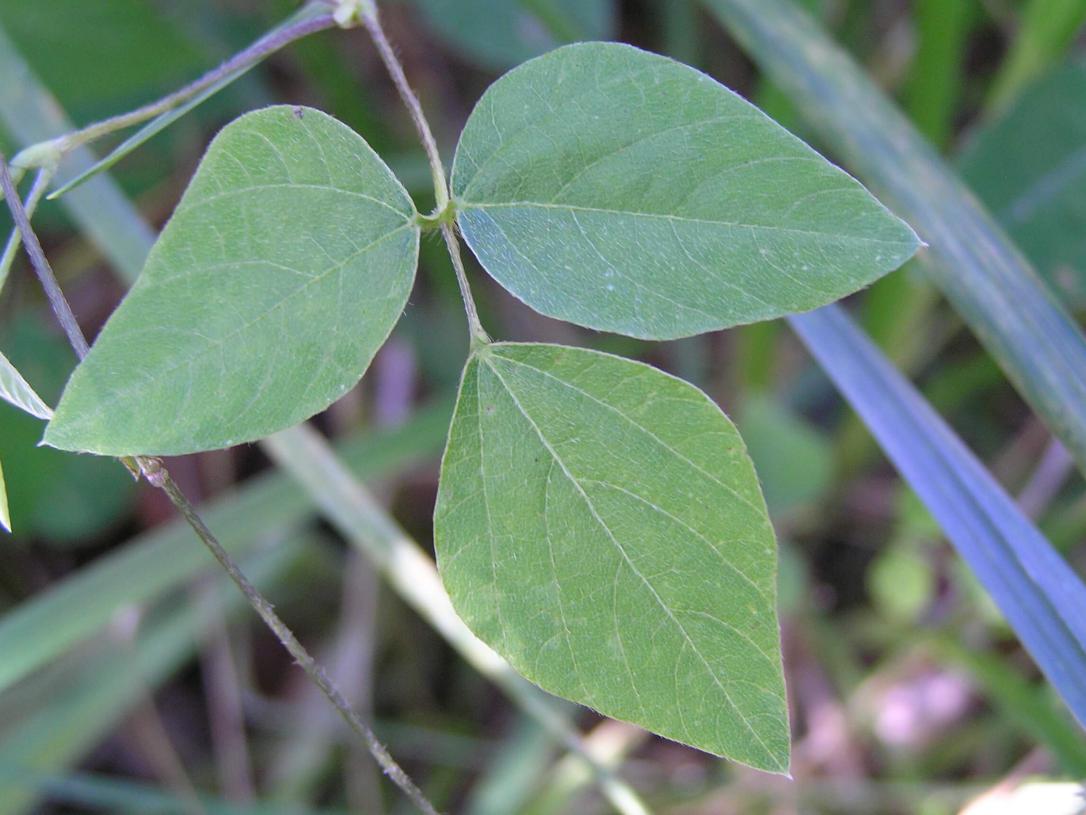 Hog Peanut leaves
