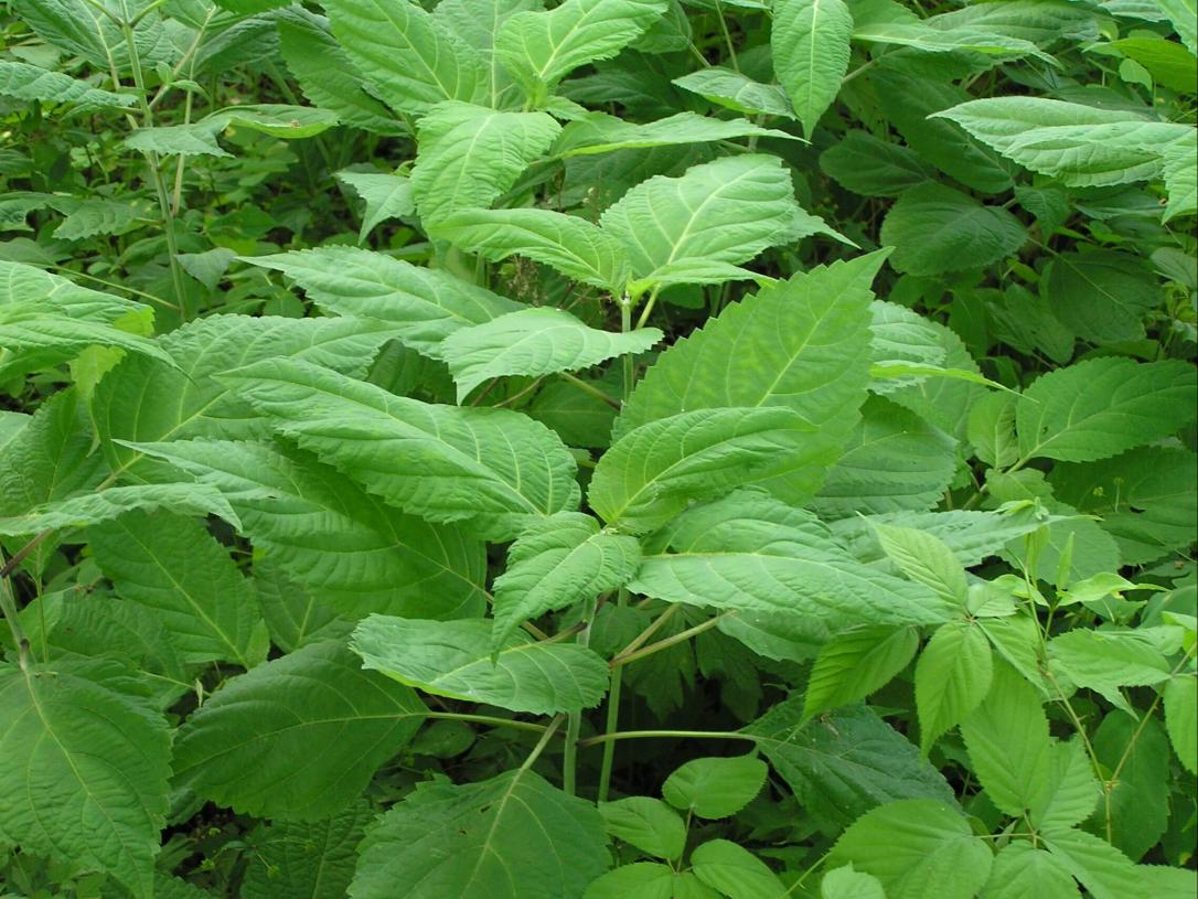 Horse Balm habit