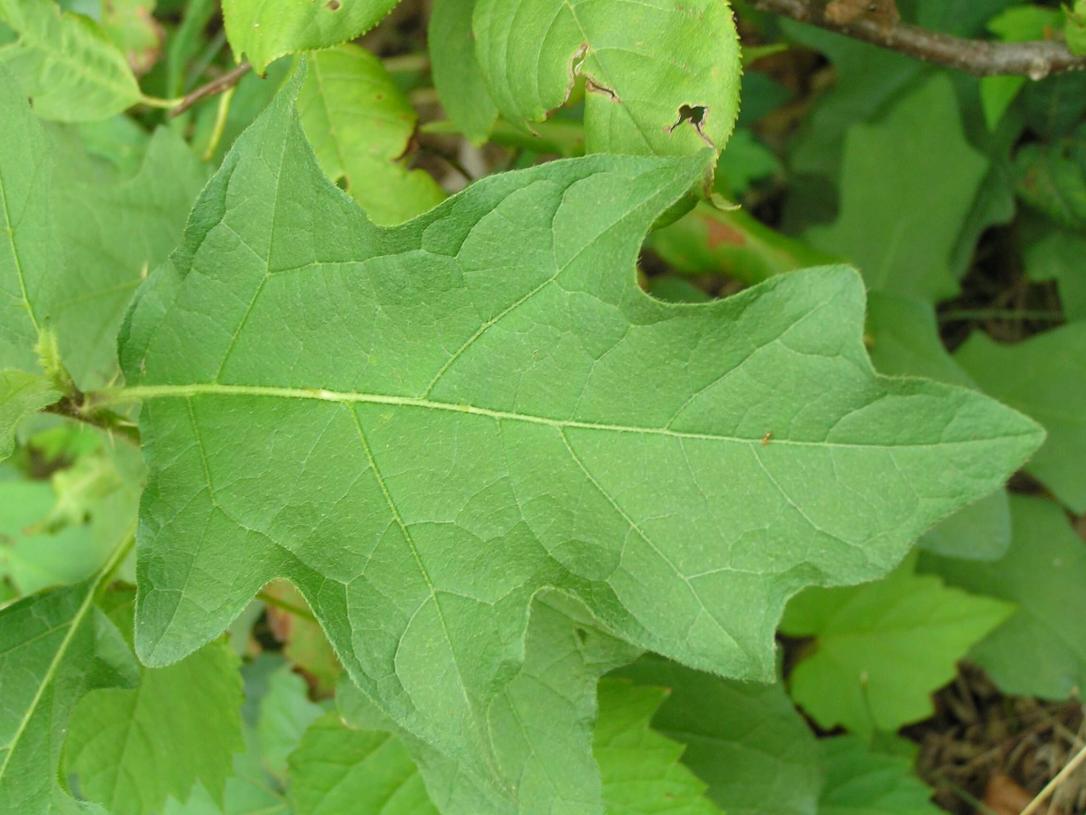Horse Nettle leaves