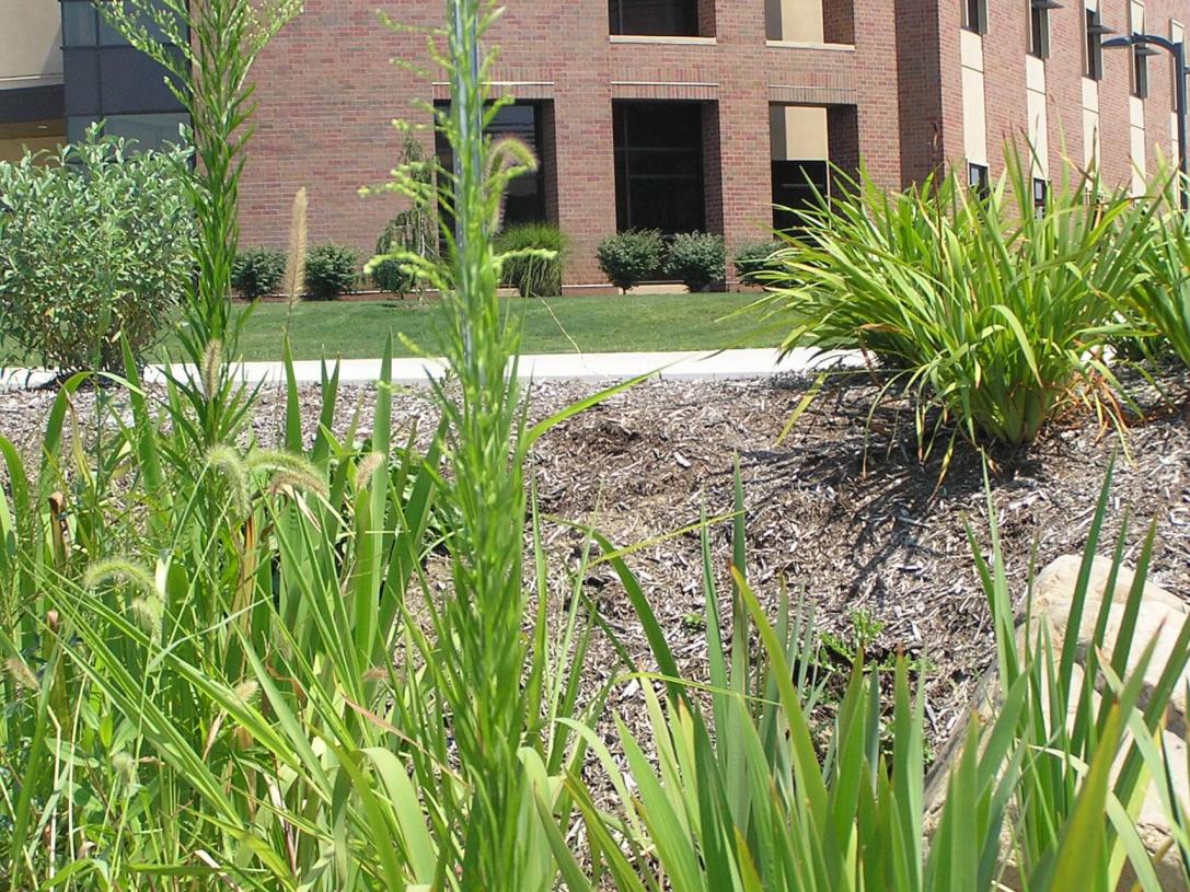 Horseweed habit