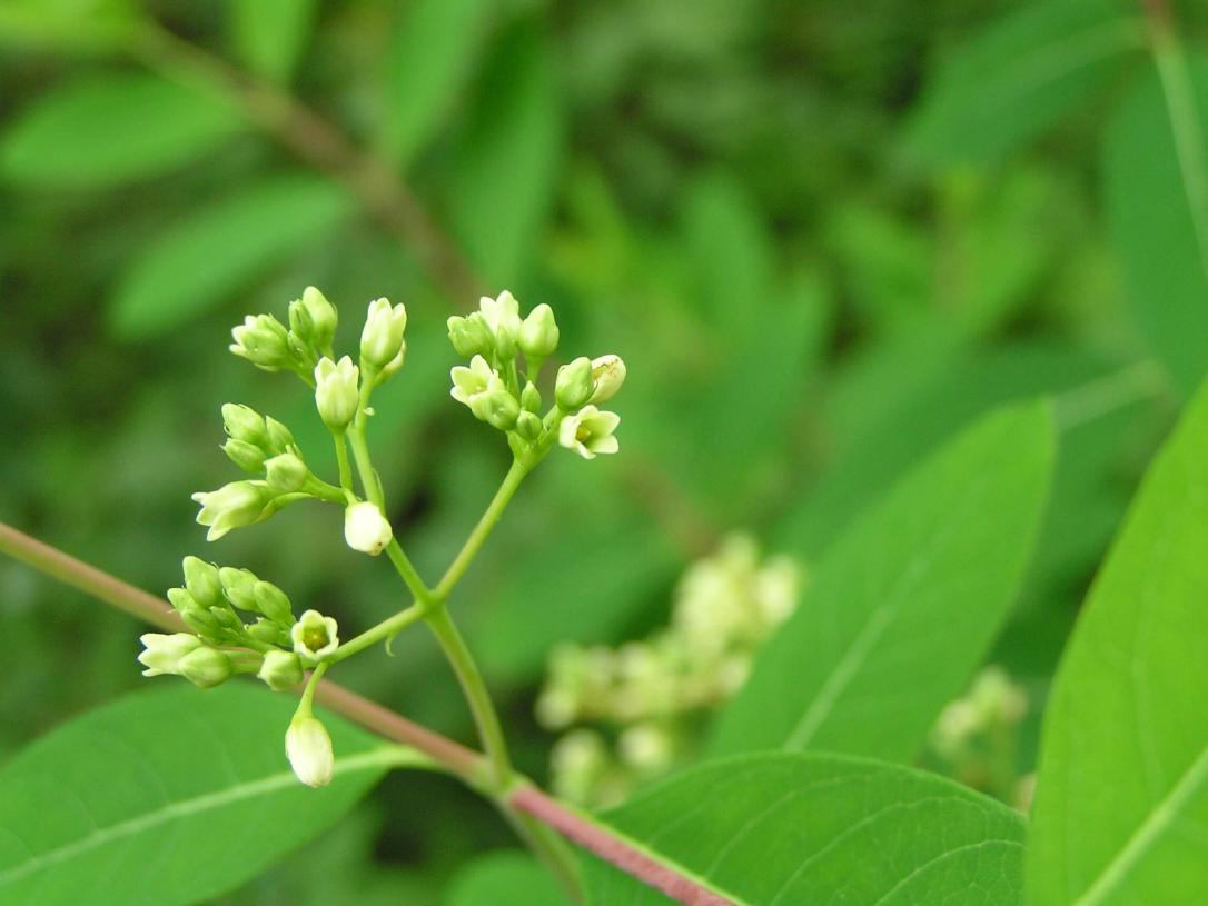Indian Hemp flower