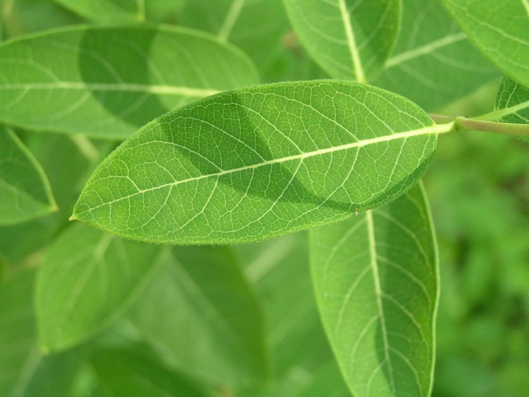Indian Hemp leaves