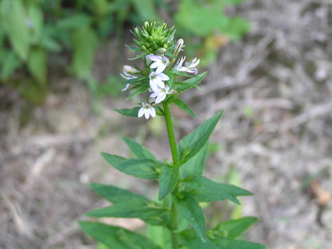Indian Tobacco flower
