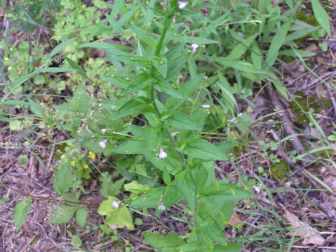 Indian Tobacco habit