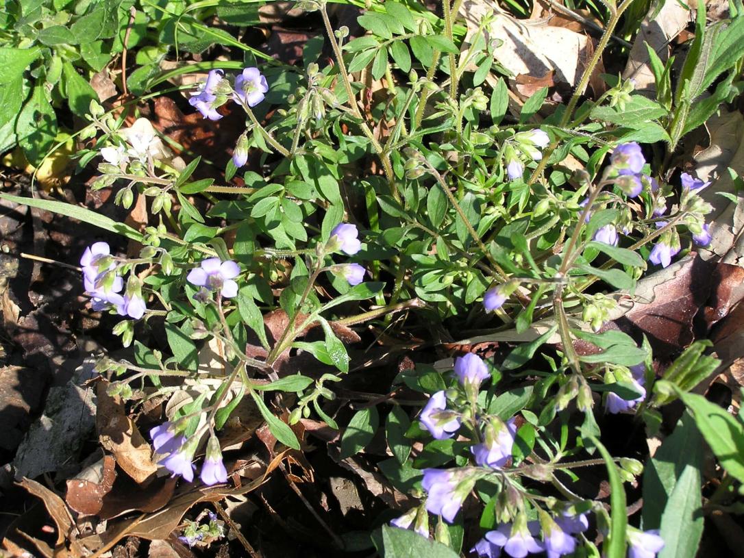 Jacobs Ladder habit