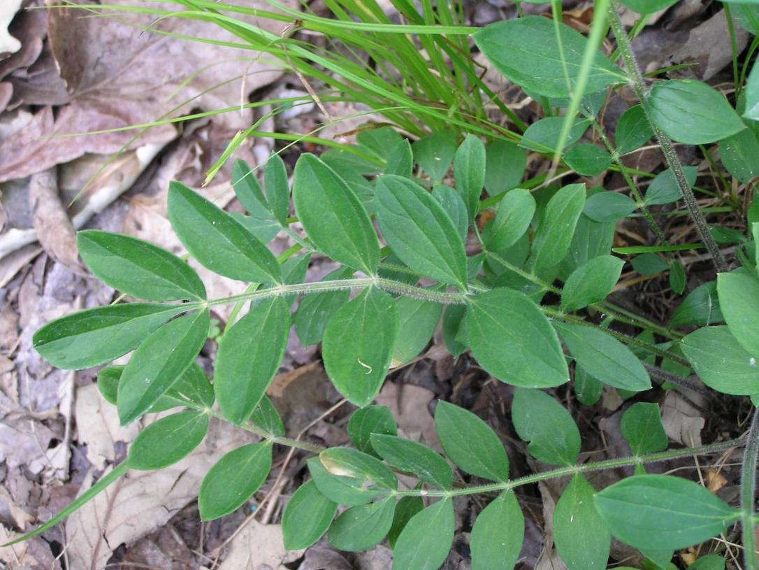 Jacobs Ladder leaves