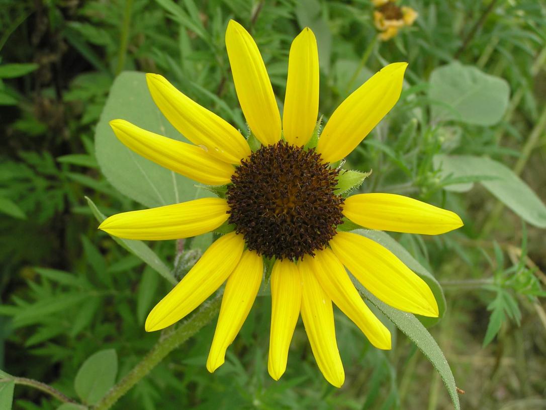 Jerusalem Artichoke flower