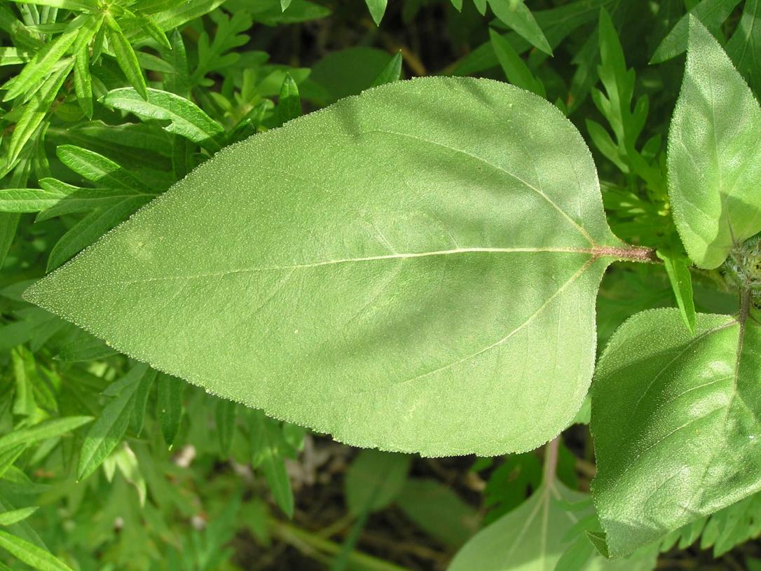 Jerusalem Artichoke leaves