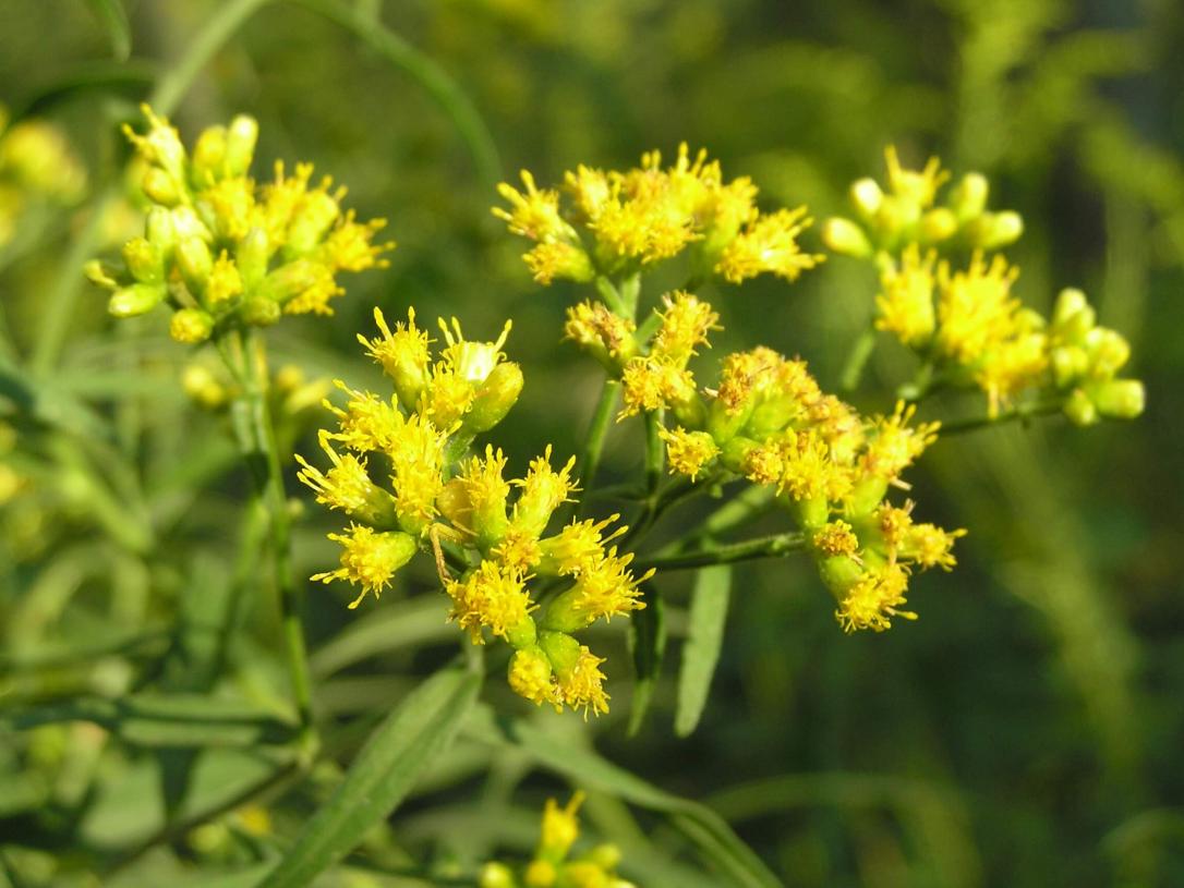 Lance Leaved Goldenrod flower