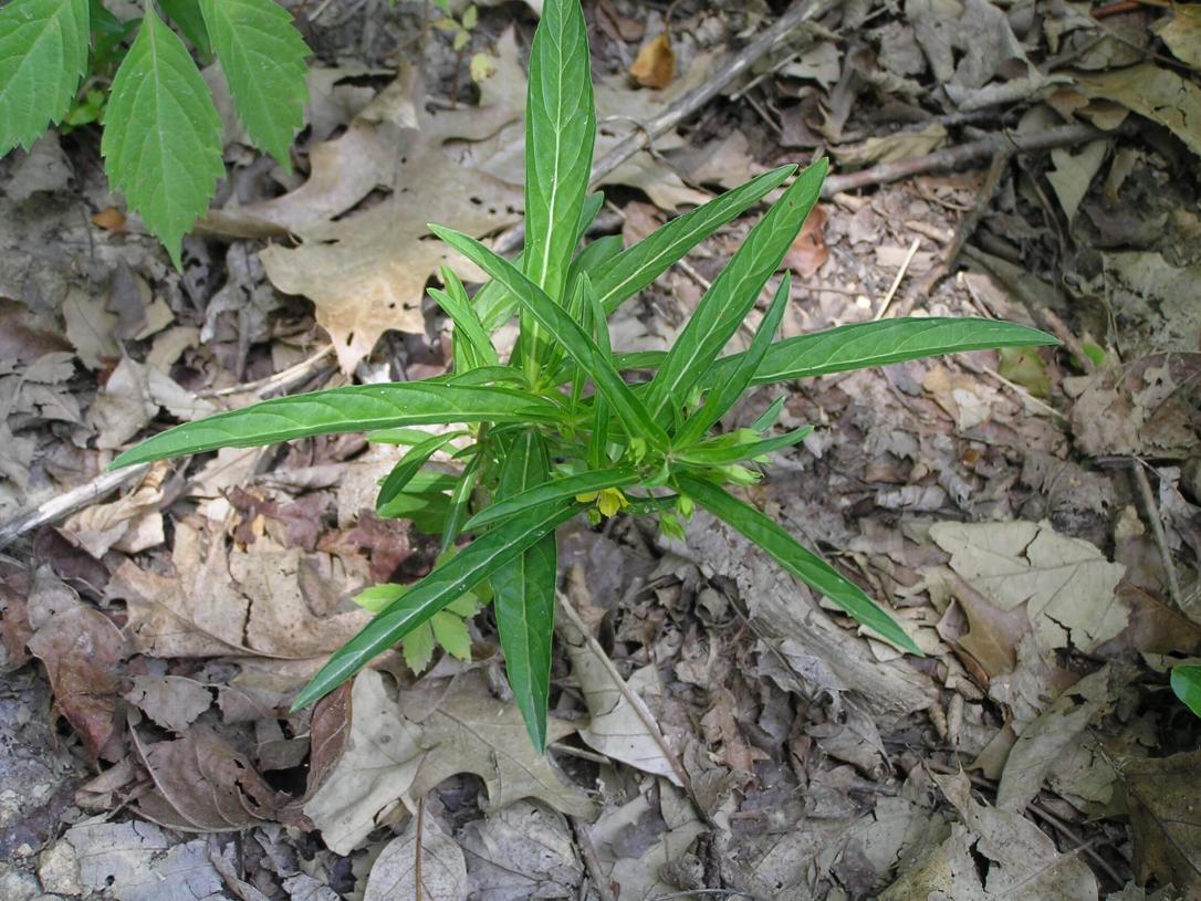 Lance Leaved Loosestrife habit