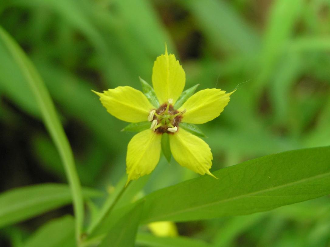 Lance Leaved Loosestrife