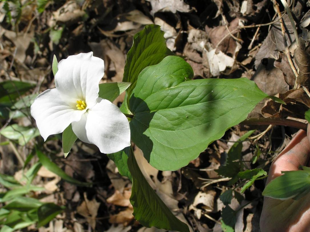 Large Flowered Trillium leaves