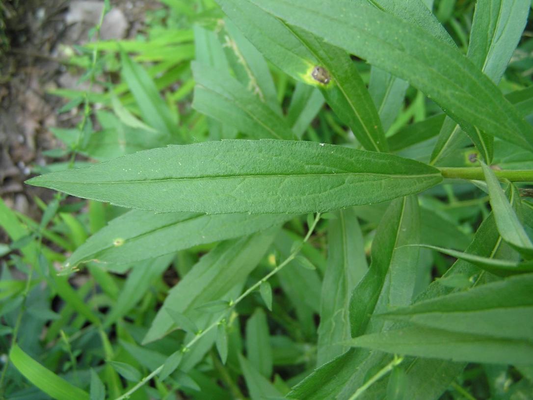 Late Goldenrod leaves