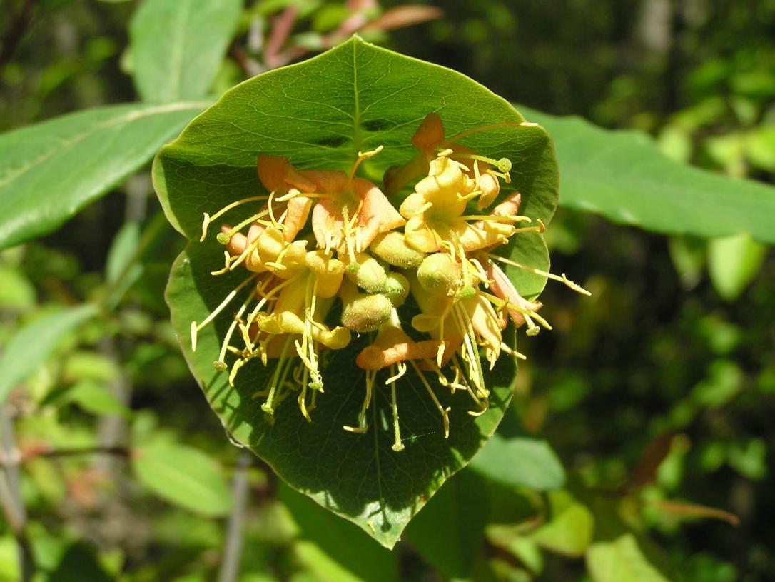 Limber Honeysuckle flower