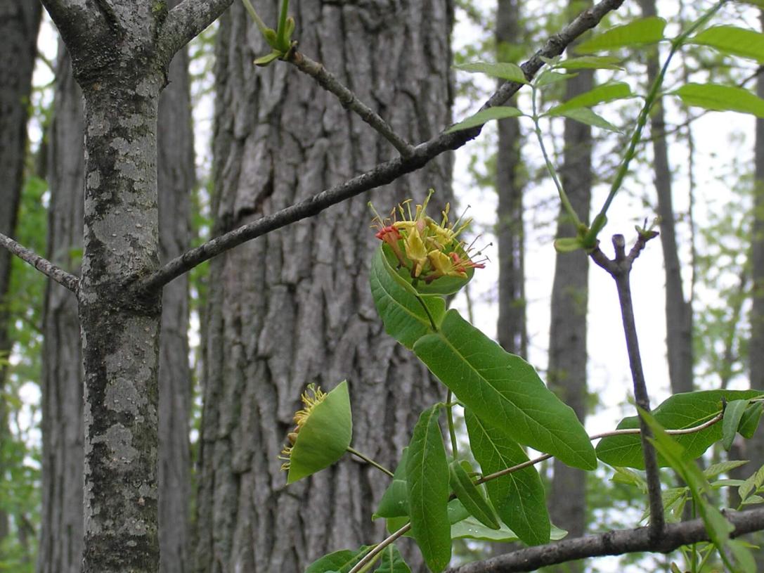 Limber Honeysuckle habit