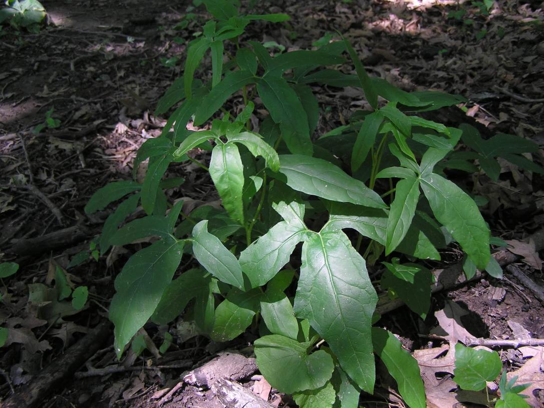 Lions Foot habit