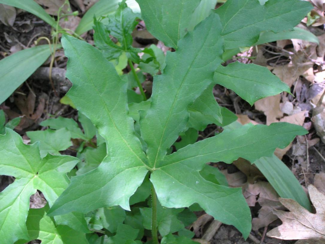 Lions Foot leaves