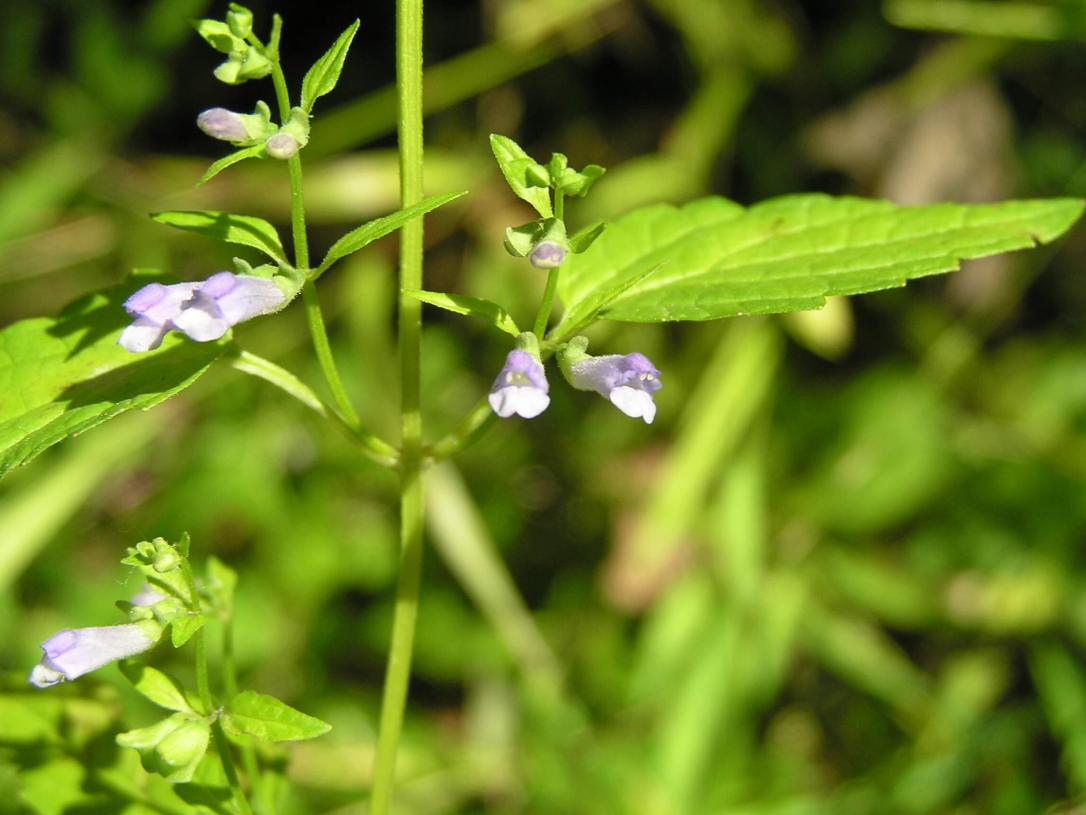 Mad Dog Skullcap flower