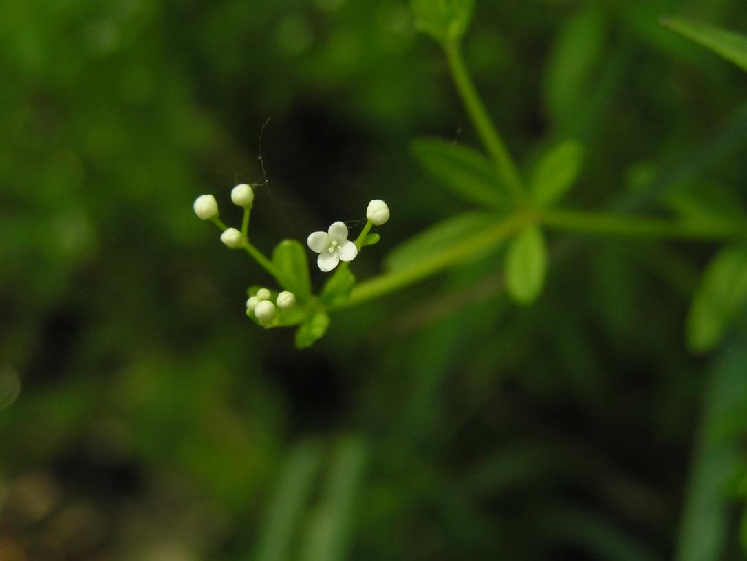 Marsh Bedstraw flower