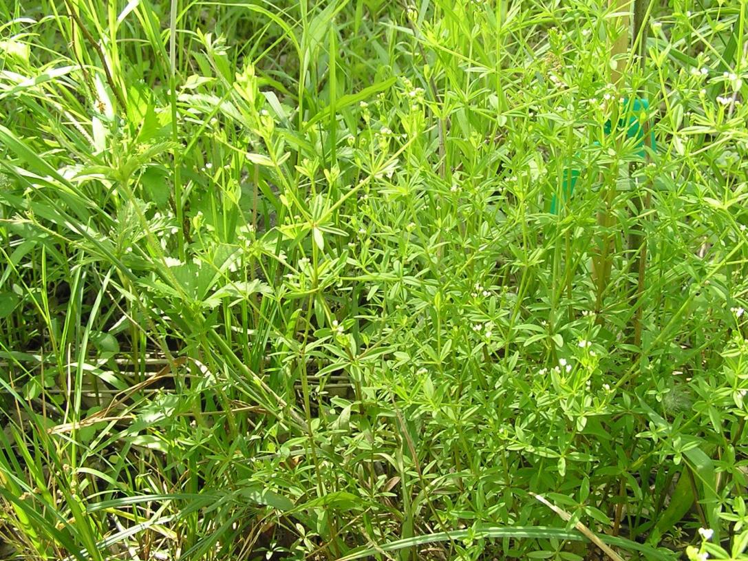 Marsh Bedstraw habit