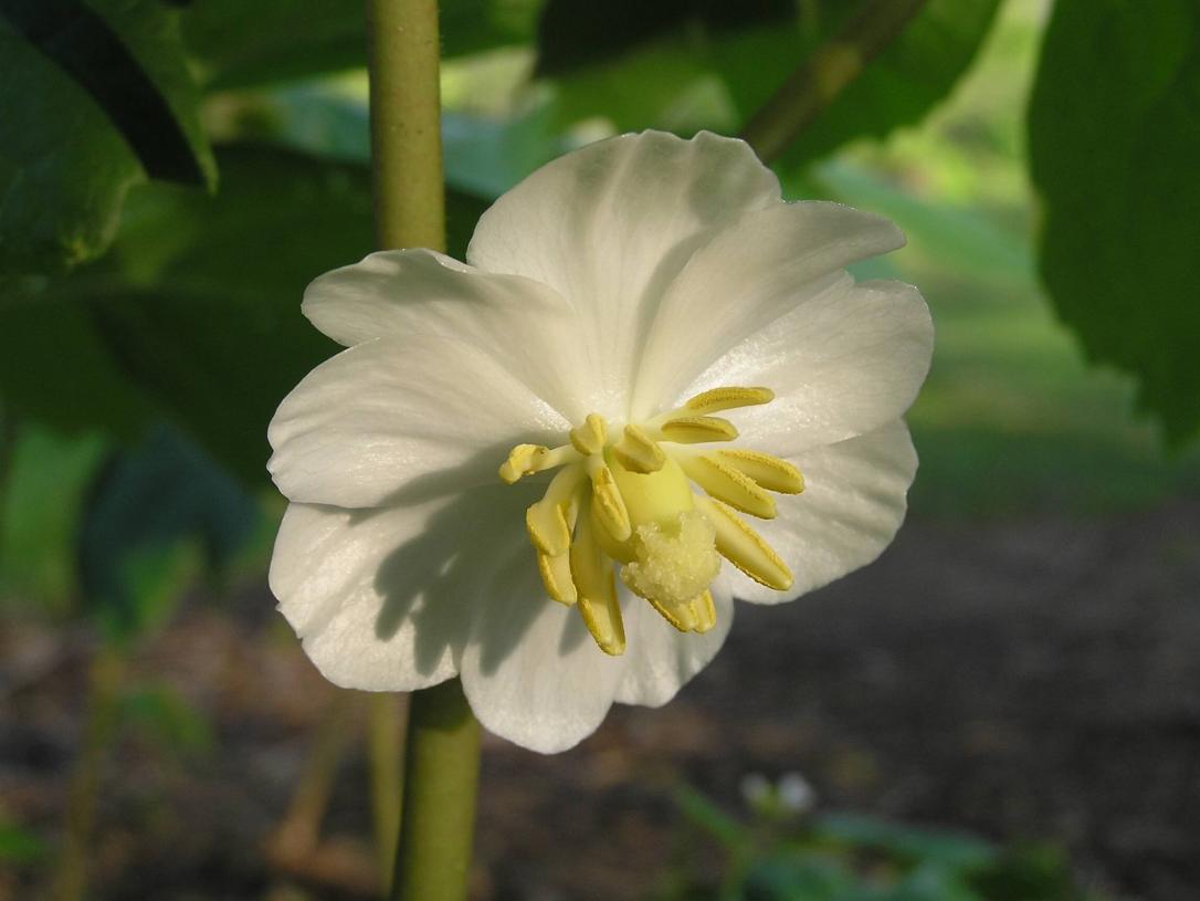 Mayapple flower