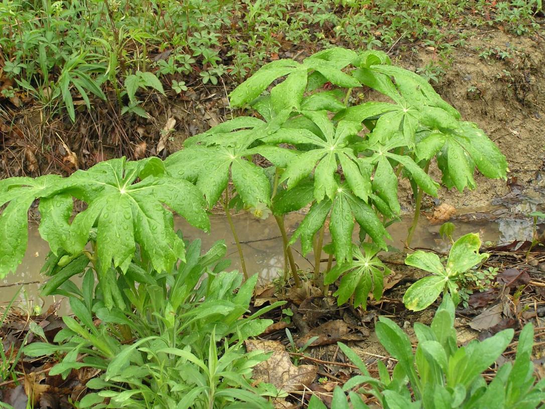 Mayapple habit