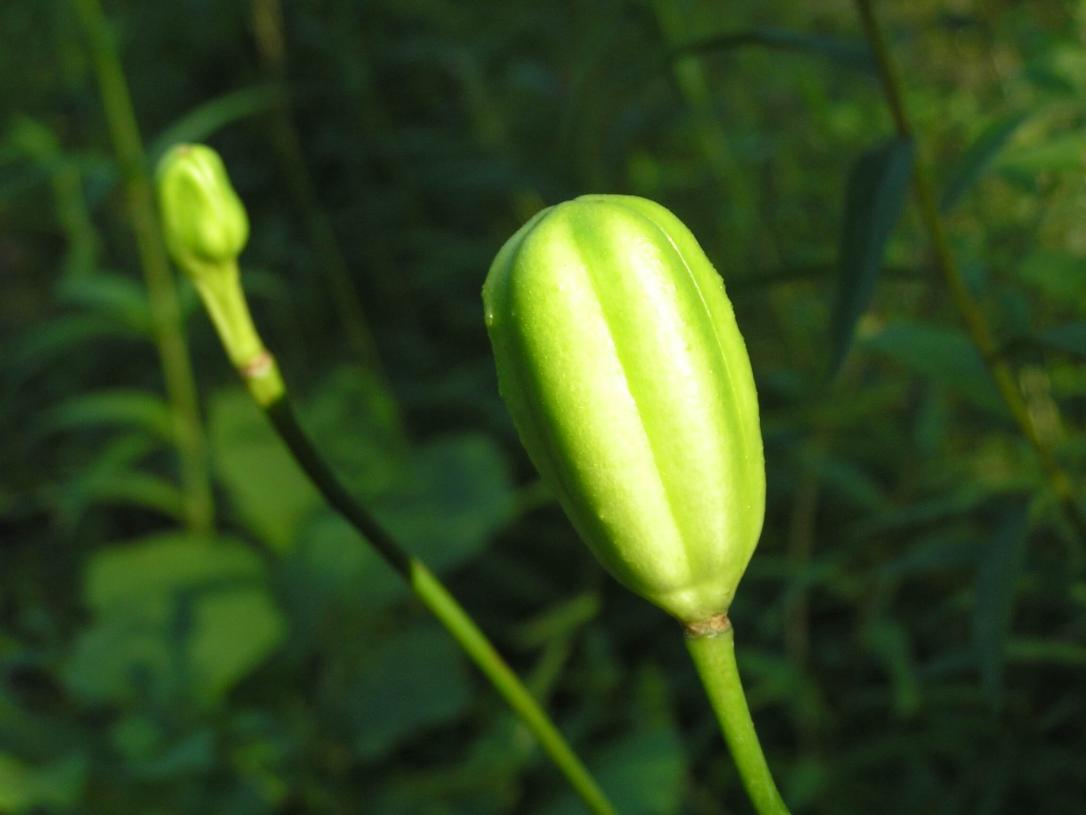 Michigan Lily fruit