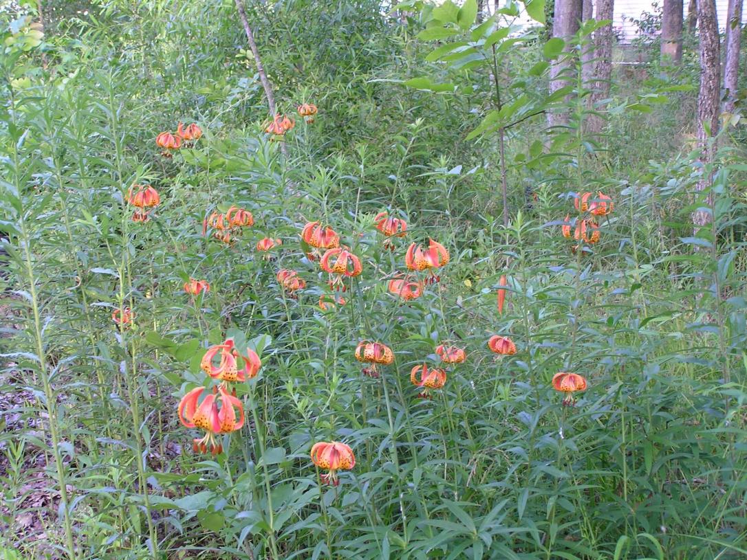 Michigan Lily habit
