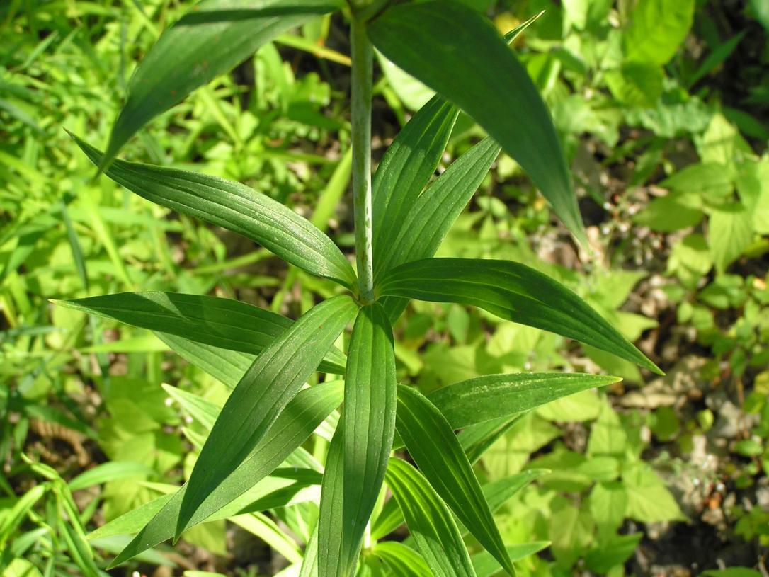 Michigan Lily leaves