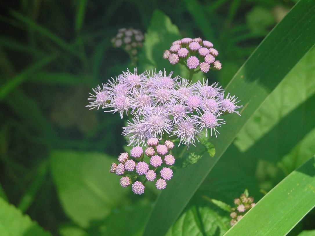 Mistflower flower
