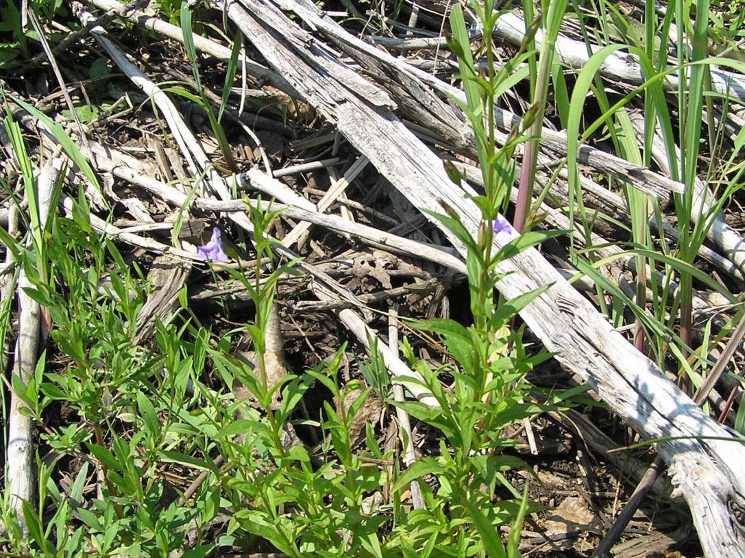 Monkey Flower habit