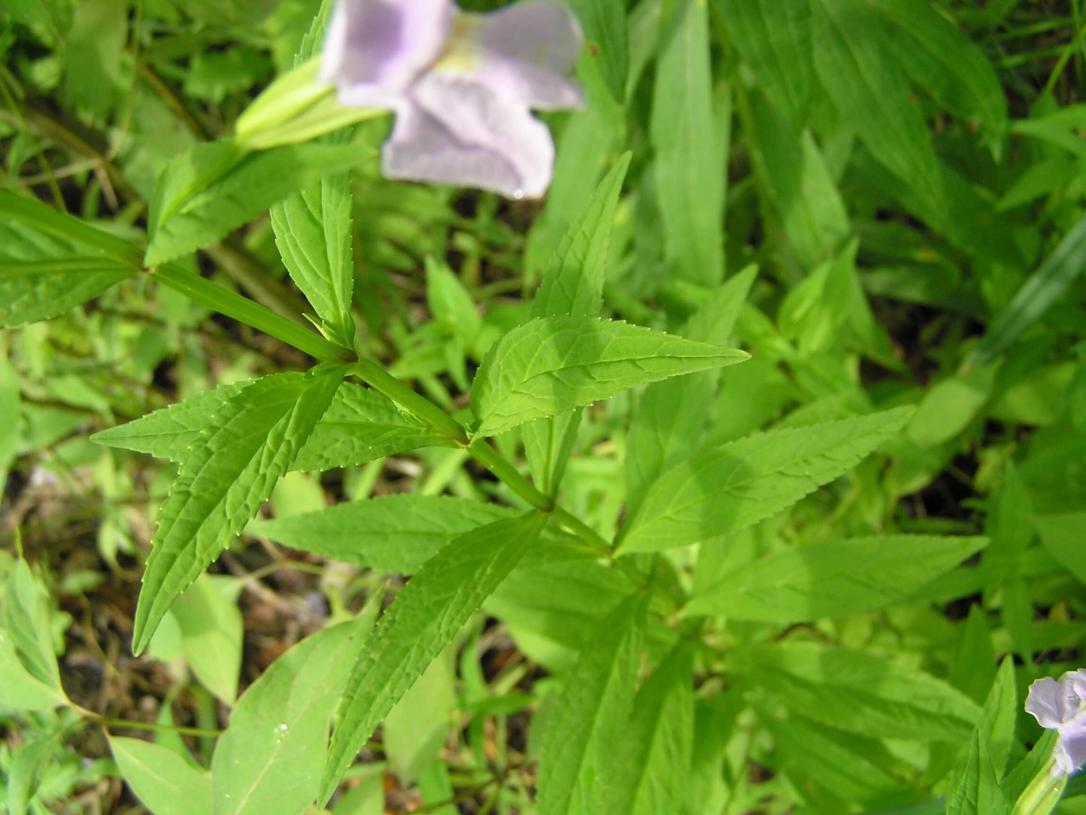 Monkey Flower leaves