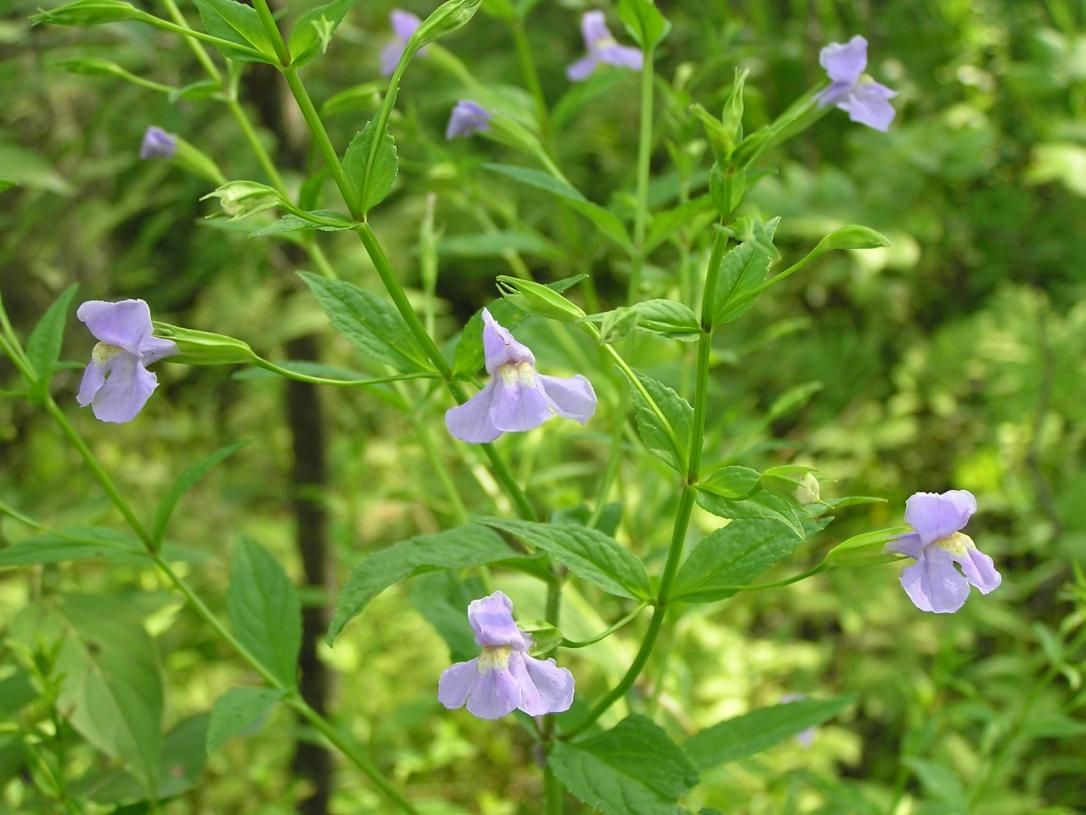 Monkey Flower