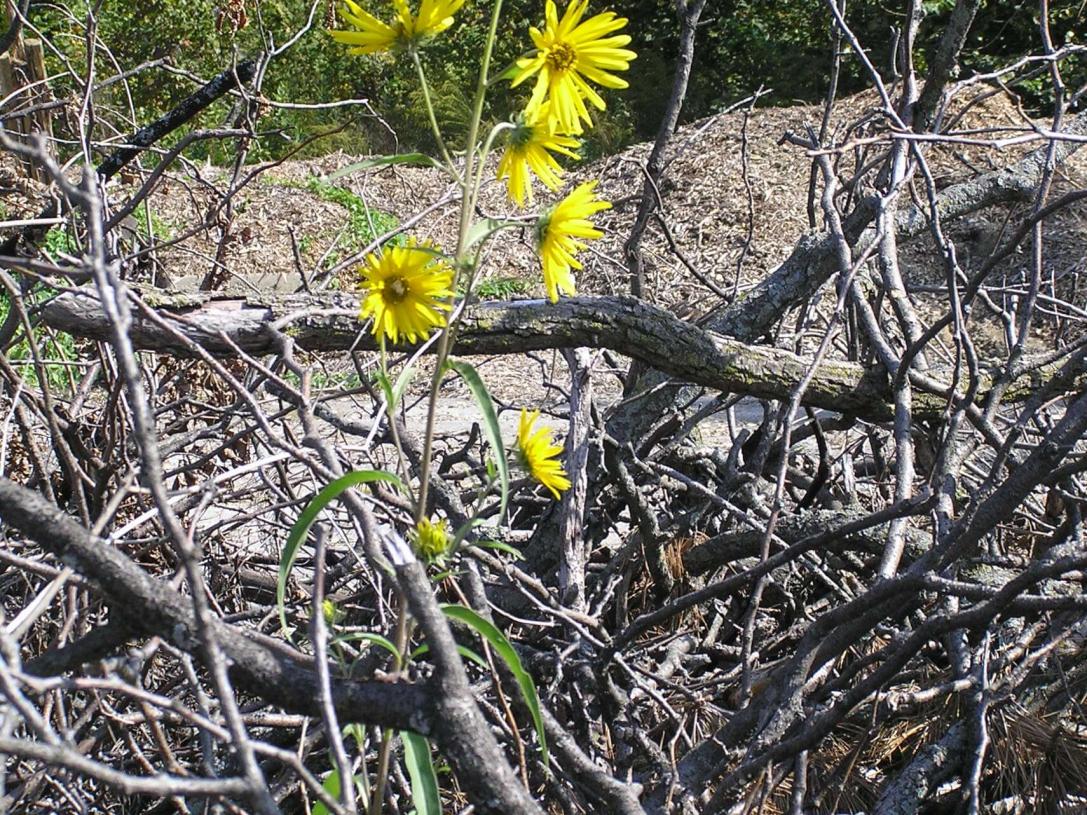 Narrow Leaved Sunflower habit