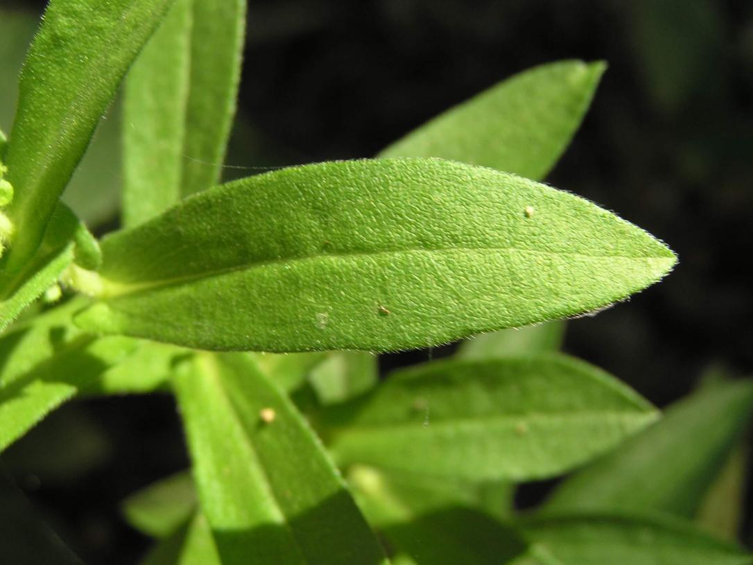 New England Aster leaves