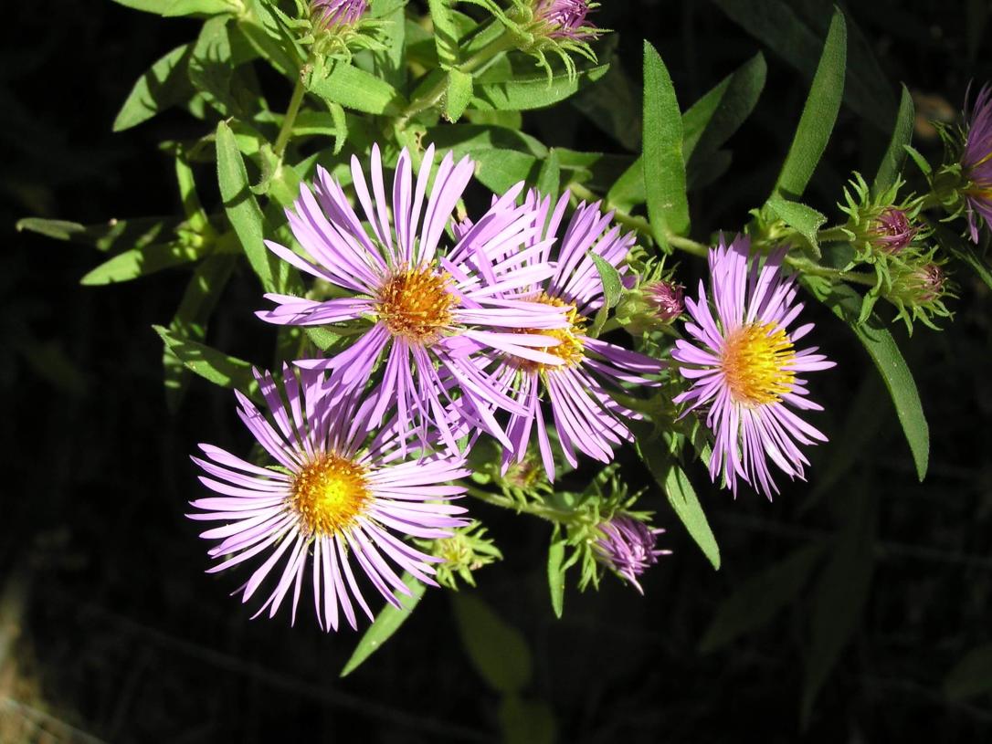 New England Aster